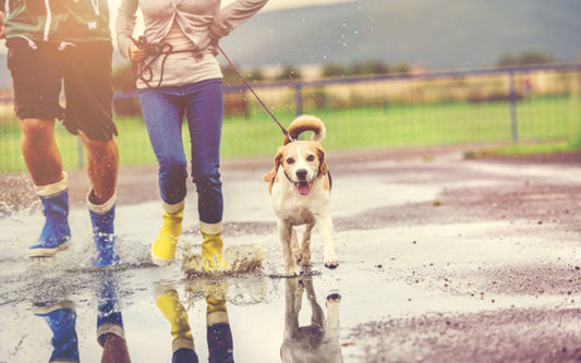Five Great Winter Pursuits: No.1 Walks!